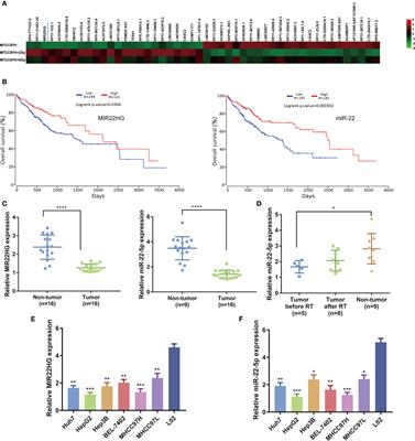 lncRNA MIR22HG-Derived miR-22-5p Enhances the Radiosensitivity of Hepatocellular Carcinoma by Increasing Histone Acetylation Through the Inhibition of HDAC2 Activity